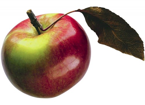 Frugttræer